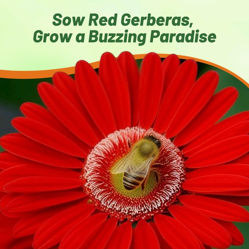 Outsidepride Red Gerbera Seeds - 20 Pcs Perennial, Compact &