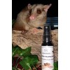 Sugar Glider Bonding Spritz, Eucalyptus Scent, 2oz, Made in The