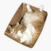 Leyland Designs Ollie The Cat in The Box Sticker Outdoor