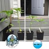 Fish Head Farms Organic Soil Conditioner for Yield and Flavor