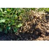 TomorrowSeeds Jumbo Bailey Virginia Peanut Seeds | For 2025 Planting