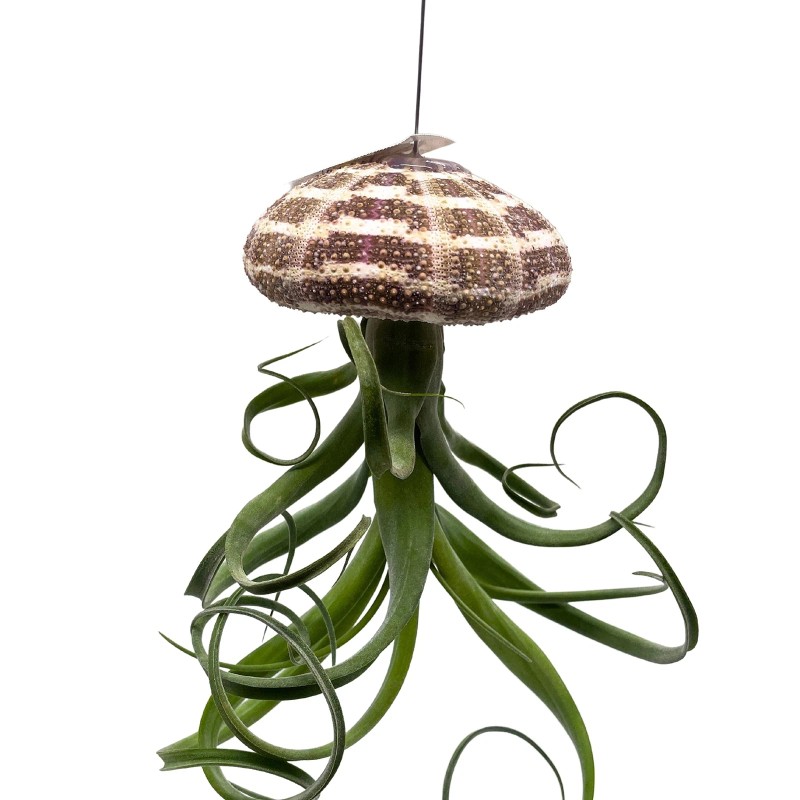 Florida House Plants Large Tillandsia Jellyfish, Big Hanging air Plant