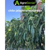Semilla De Chile Jalapeño Temprano Agrogenial Para Sembrar Sobre De