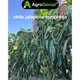 Semilla De Chile Jalapeño Temprano Agrogenial Para Sembrar Sobre De 2g 350 Semillas