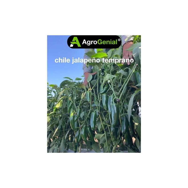 Semilla De Chile Jalapeño Temprano Agrogenial Para Sembrar Sobre De