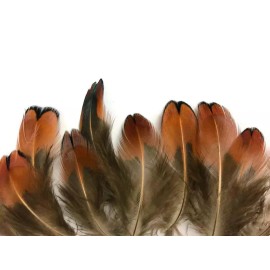 Pretty-Plumes Orange Natural Ringneck Pheasant Feathers Body Shoulder Jewelry Crafts 3+" 20 Pc