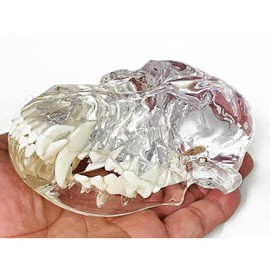 Transparent Canine Dog Cat Rabbit Teeth Skull Anatomical Model Dental Animals Oral Tooth Jaw For Veterinary Office Teaching Decoration Demonstrate (Dog Skull)