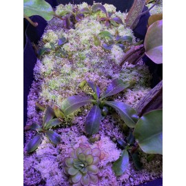 Carnivero Nepenthes Vetchii Kelabit Highlands x S.O.M. x L.V.B.