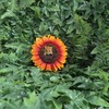 Vivid Arts HGF-029 Hanging Harvest Mouse / Orange Sunflower