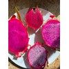 Cactus Dragon Fruit plant well rooted - Physical Graffiti 3