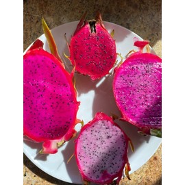 Cactus Dragon Fruit plant well rooted - Physical Graffiti  3 feet tall plant