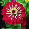 TomorrowSeeds - Meteor Burgundy Zinnia Seeds - 900+ Count -