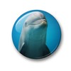 Merchandise for Fans 01 Fridge Magnets with Dolphin Sea Creatures