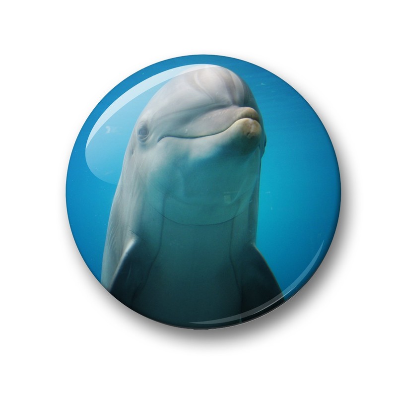 Merchandise for Fans 01 Fridge Magnets with Dolphin Sea Creatures