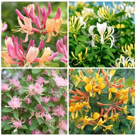 210+ Mix Honeysuckle Seeds for Planting in Home Garden- Non-GMO Honeysuckle Plant Vine - Fragrant Cloud Honeysuckle Flowers