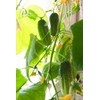 Indoor Cucumber F1 Self-Pollinating 10 Seeds