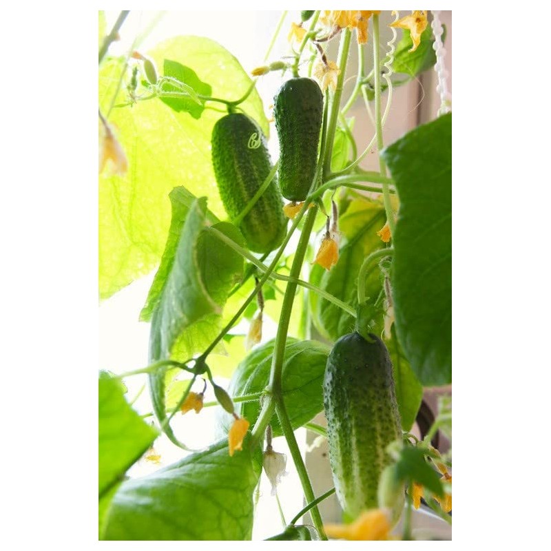 Indoor Cucumber F1 Self-Pollinating 10 Seeds
