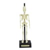 Anatomical Skeleton Model – 30cm High, Perfect for Learning Human