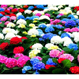 50 Pcs Mixed Blue Hydrangea Seeds Giant Snowball Hydrangea Non GMO Heirloom Flower