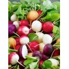 SeedsUP - 300+ Seeds Radish Rainbow Fast&Quick 25 Days -