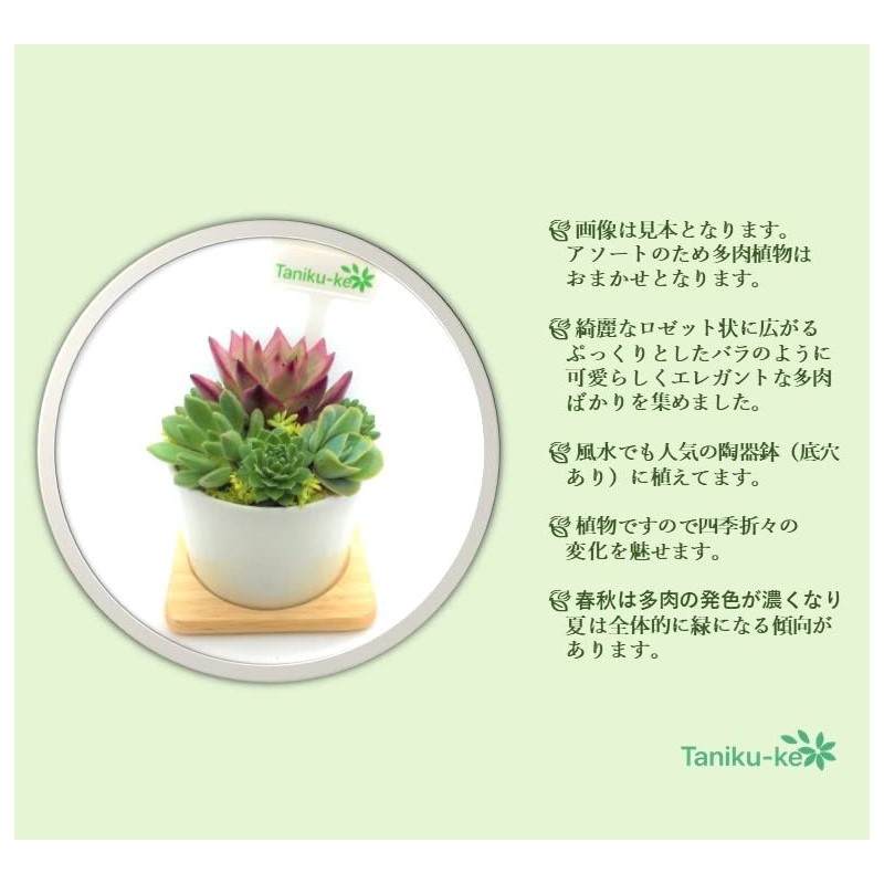 Succulent Plants, Ready to Hang in a White Pottery Pot,