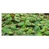 Red Root Floater, (Phyllanthus Fluitans) Live Aquarium Plants. BUY 2