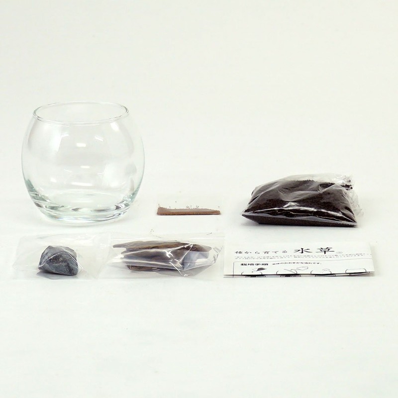 Seishin Ceramics Growing Aquatic Plants S Approx. 12.6x12x11.6cm GD-812