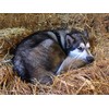 4 Pounds 100 Percent Natural Wheat Straw (4 lbs.)