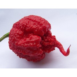Carolina Reaper HP22B Pepper Premium Seed Packet Record Hottest in The World + More