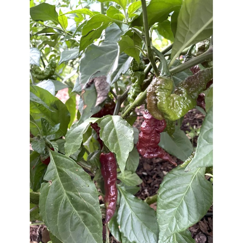 Pepper Fuego Chocolate Primotalii Hot Sauce