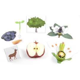 NewPath Plant Life Cycle 3-D Model Making Kit, Set/5 Full-Color, Paper Model Templates & Teachers Guide (24-7743)