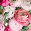 Ranunculus Pastel Mix - Persian Buttercup Bulbs (Not Seeds) -