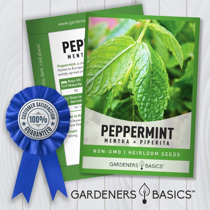 Peppermint Seeds for Planting is A Heirloom, Open-Pollinated, Non-GMO Herb