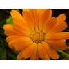 Aceite De Calendula 100% Natural Y Puro 60ml