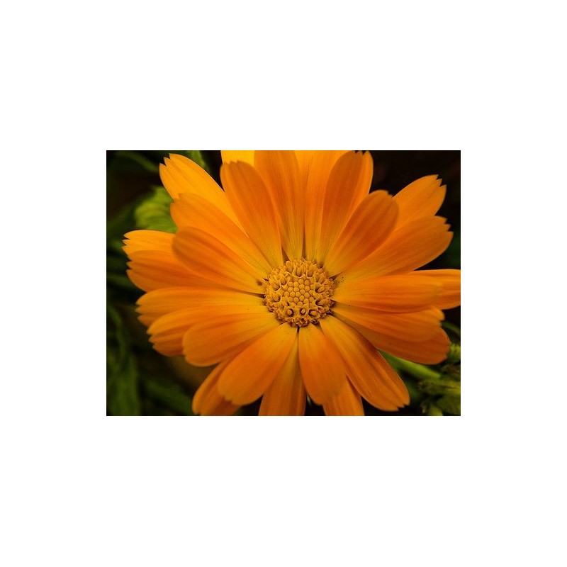 Aceite De Calendula 100% Natural Y Puro 60ml