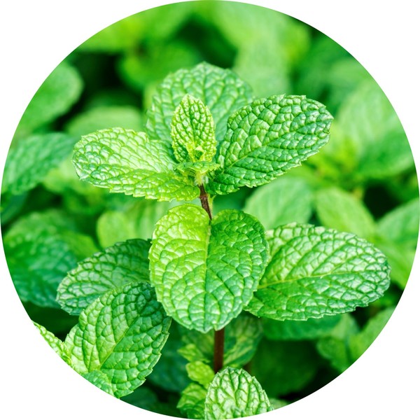 Living Libations Peppermint Willamette Essential Oil, 15ml