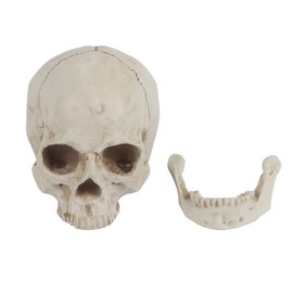 Human Skull Resin Skull Model White Resin 1 Piece White Resin Human Skull Life Size Drawing Model Replica Drawing Party Ornament