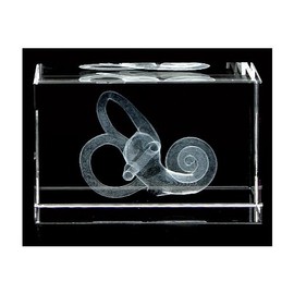 Cochlea 3D Laser 1lb Crystal, Hearing Labyrinth, Ear, Audiology