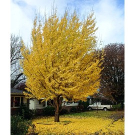 Unbranded Set 2 Ginkgo Biloba Live Trees - 12-15" Tall - 4" Pot - Deciduous Tree