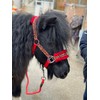 EQUIPRIDE HEADCOLLAR AND LEAD ROAD SET FAUX FUR FUN PRINT