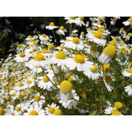 Southeast Seeds German Chamomile Seeds, NON-GMO, Herbal Tea, Scented Mayweed, FREE SHIPPING - 50k Seeds or 1/4 OZ