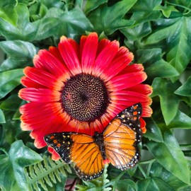 Vivid Arts - Hängendes rotes Gänseblümchen mit Schmetterling – Gartendekoration – drinnen und draußen