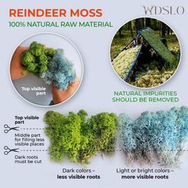 WDSLO Preserved Reindeer Moss 2 oz/Decorative Moss for Potted Plants, Orchids, Terrariums, Fairy Gardens, Home Decor, Wedding Decor, Dried Natural Lichen/Moss Art Wall Decor (Forest Green)