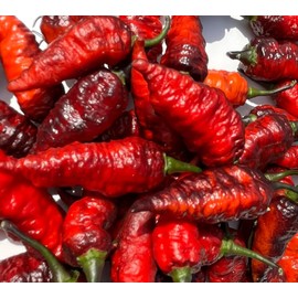 Naga Black Twister Pepper Premium Seeds for Planting Packet