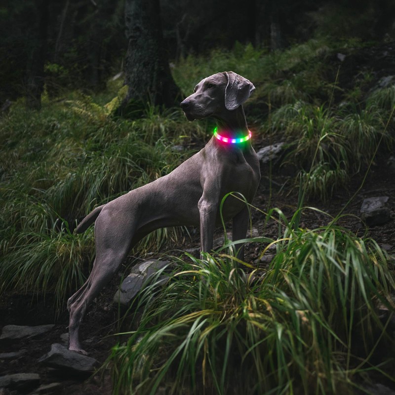 Kpuplol Luminous Collar, Dog, 12 Lighting Modes, Dogs, LED Collar,