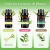 Aceites esenciales 100% naturales 6 piezas – Lavanda, Naranja, Eucalipto,