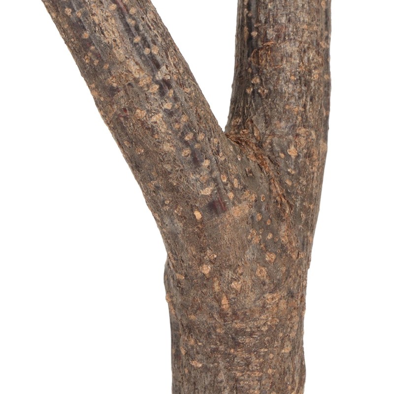 Wooden Perch, Easy Installation Interactive Beak Grinding Bird Branch Perch