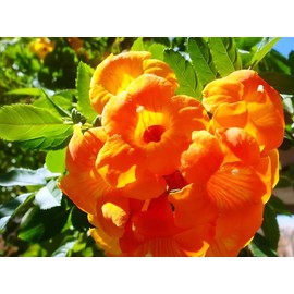 Classy Groundcovers, Trumpet Creeper, Cow Itch Vine, Hummingbird Vine, Trumpet Vine (10 Bare Root Plants)