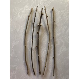 Goji Berry 5 Goji Berry Plant Cutting 6” Each Stick Ready To Plant No Root Cutting Only