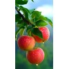 100 Pcs Apple Seeds for Planting, Heirloom, Non GMO
